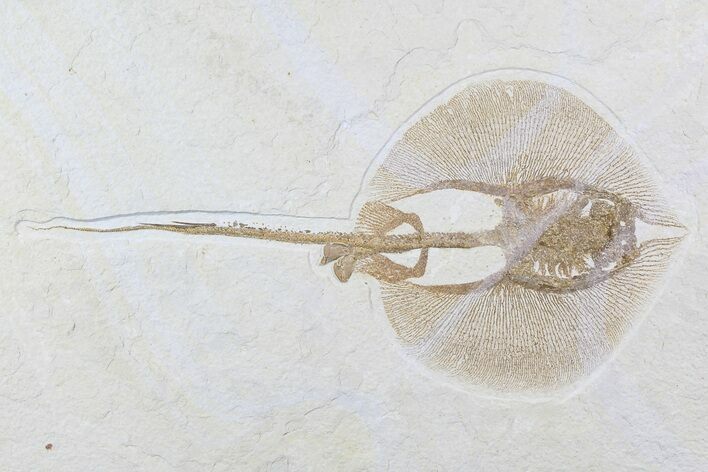 Stunning, Fossil Stingray (Heliobatis) - Wyoming #77769